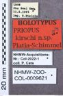Etikett zu Metriaulacus badiipennis (Candèze, 1860)